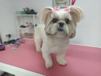 Piesio Elegancik Strzyżenie Psów | Groomer Tarnów